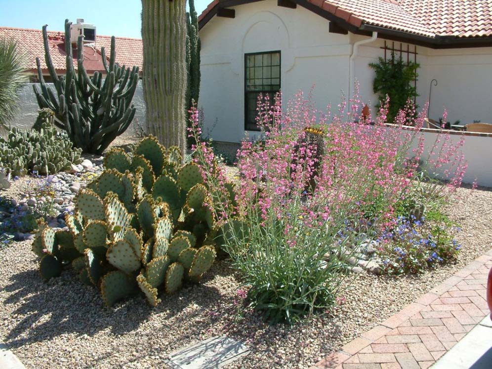Cactus and Pink Penstemons in Front Yard