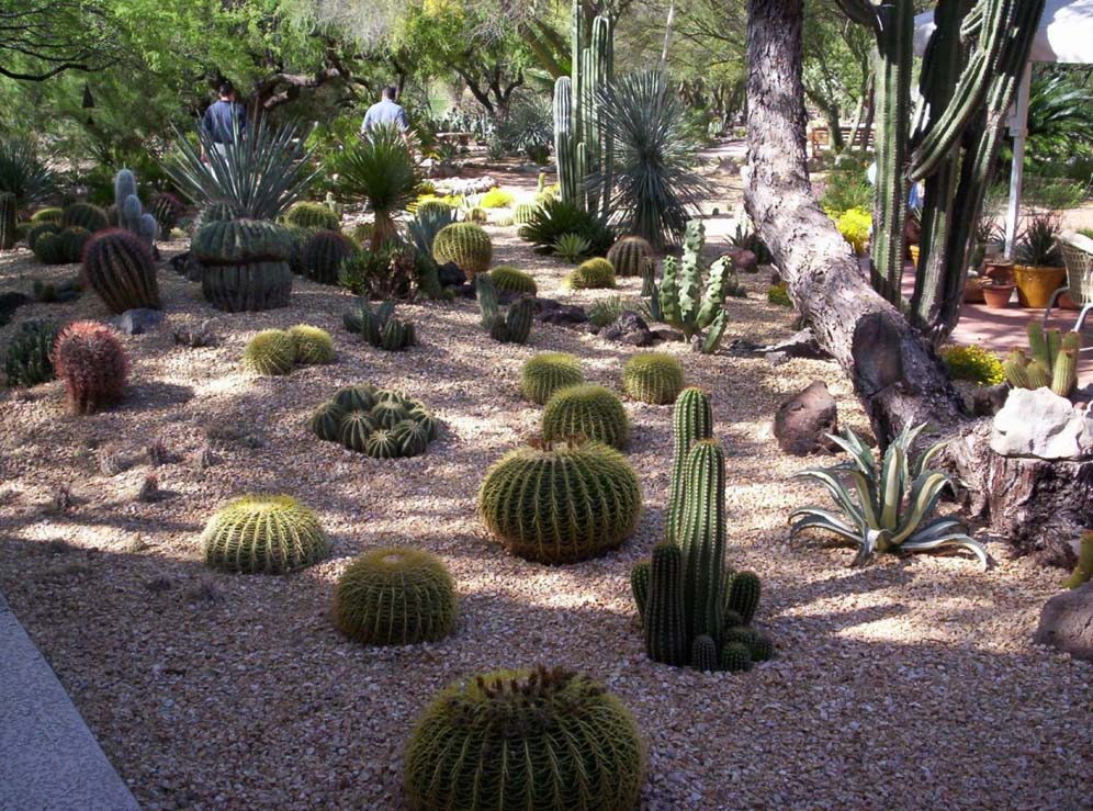 Collection of Cactus