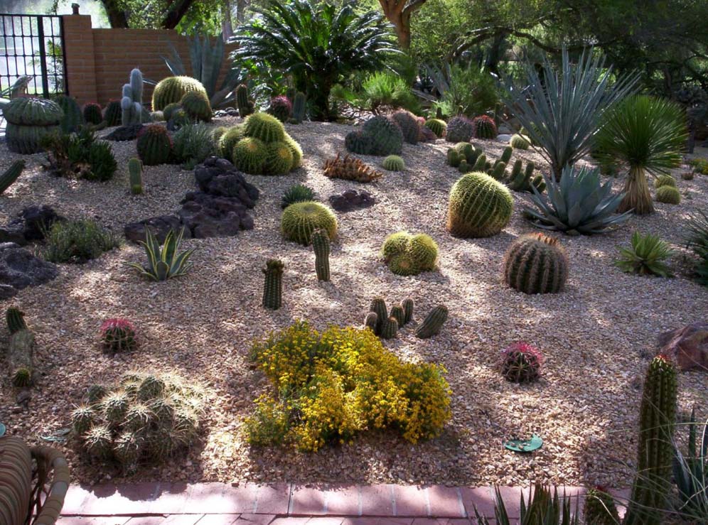 Cactus Display In the Shade