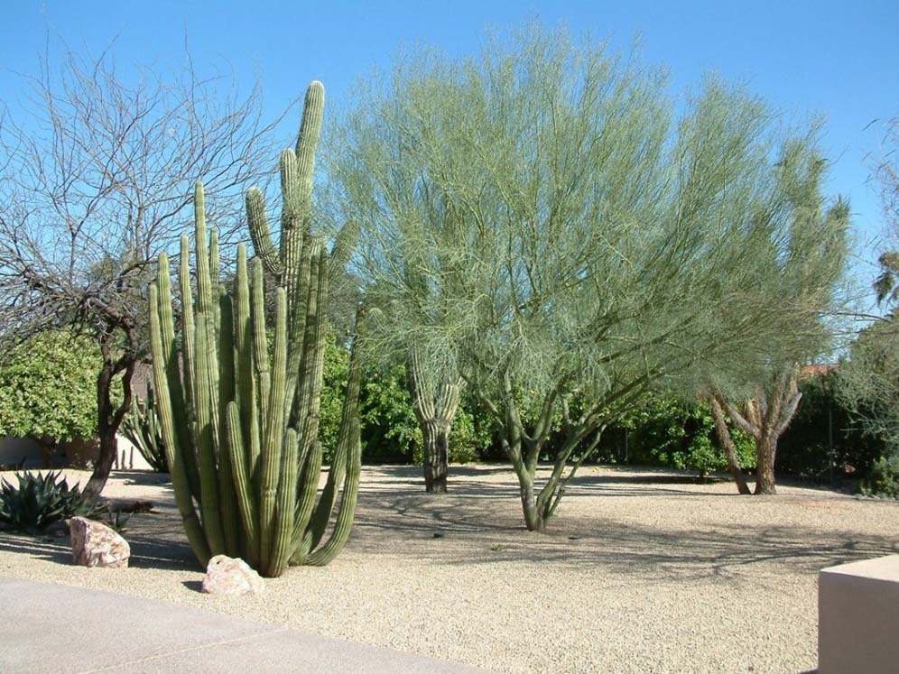 Shade Trees and Cactus