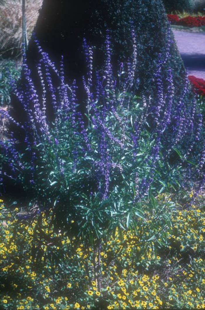 Plant photo of: Salvia farinacea