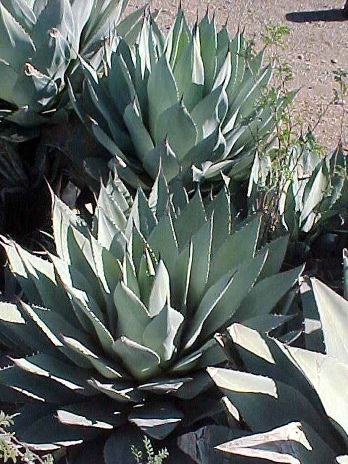 Plant photo of: Agave parryi var. parryi