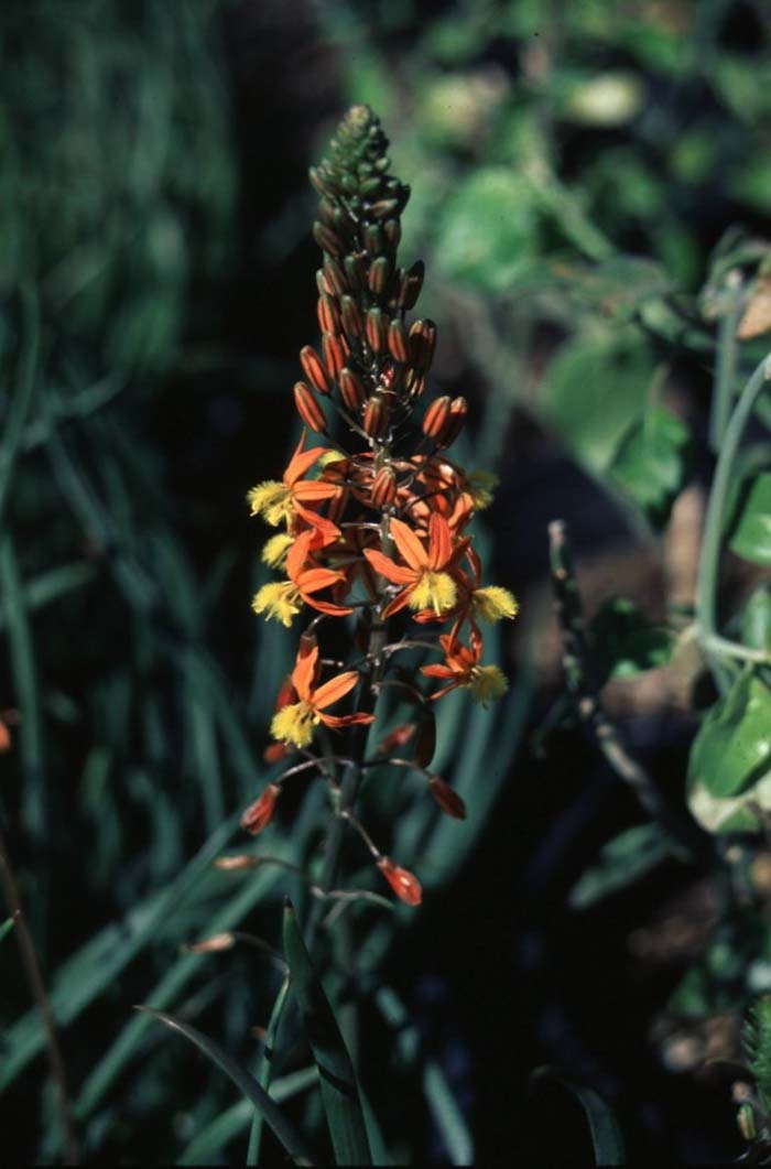 Plant photo of: Bulbine frutescens 'Hallmark'