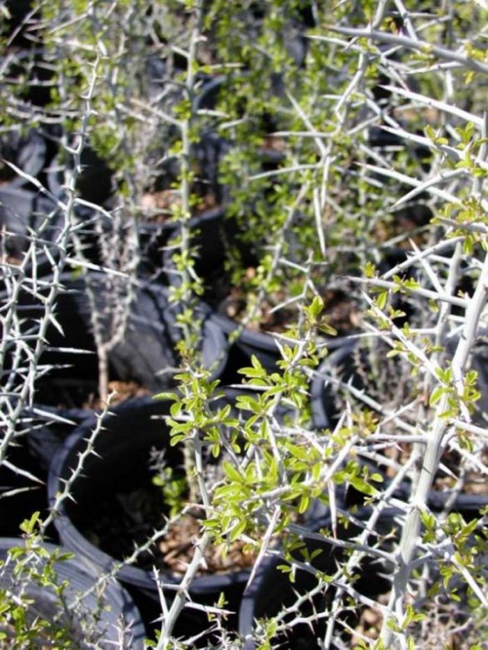 Plant photo of: Ziziphus obtusifolia v. canescens