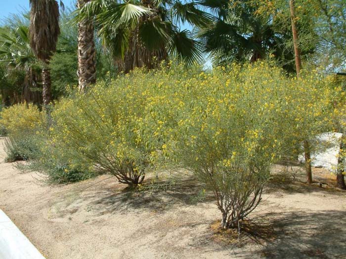 Plant photo of: Senna artemisiodes v. filifolia