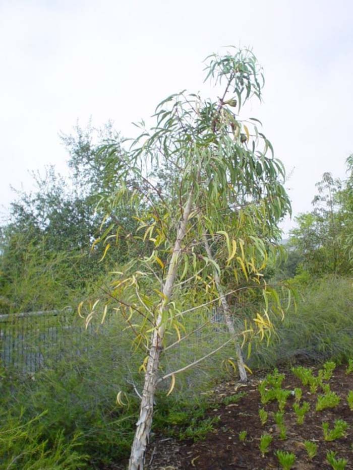 Plant photo of: Eucalyptus erythrocorys