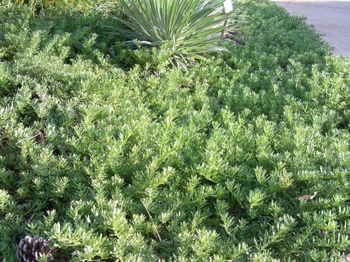 Plant photo of: Myoporum parvifolium