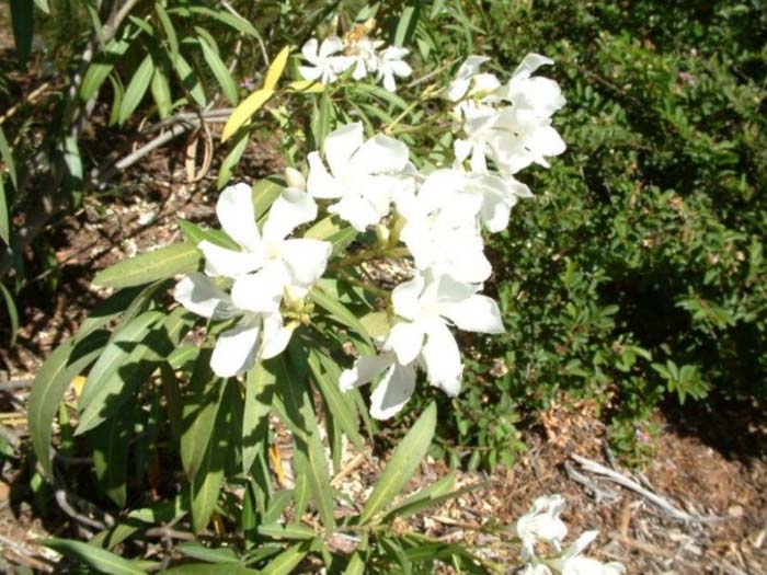 Plant photo of: Nerium oleander 'Sister Agnes'