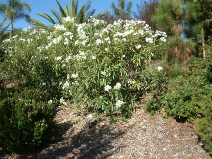 Plant photo of: Nerium oleander 'Sister Agnes'
