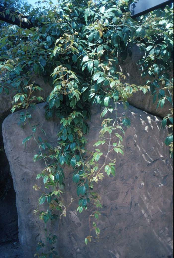 Plant photo of: Cissus rhombifolia
