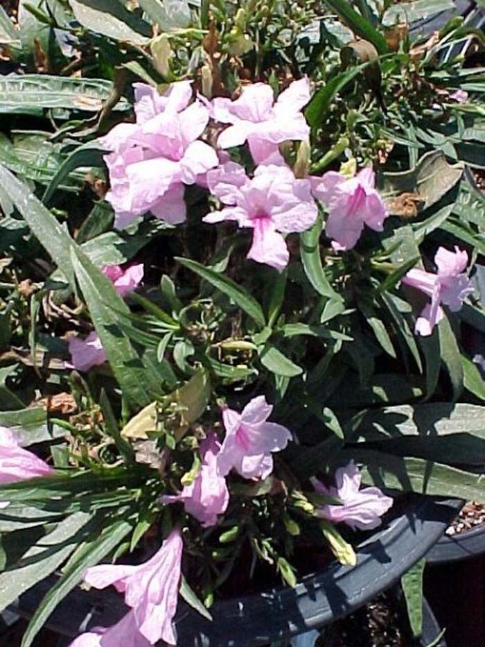 Plant photo of: Ruellia brittoniana 'Rosa'
