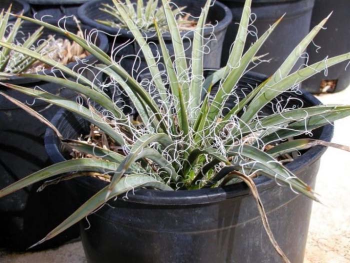 Plant photo of: Yucca harrimaniae