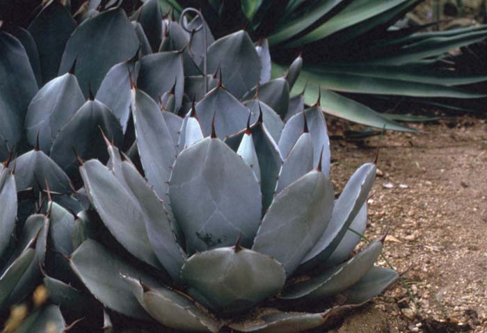 Plant photo of: Agave parryi var. truncata