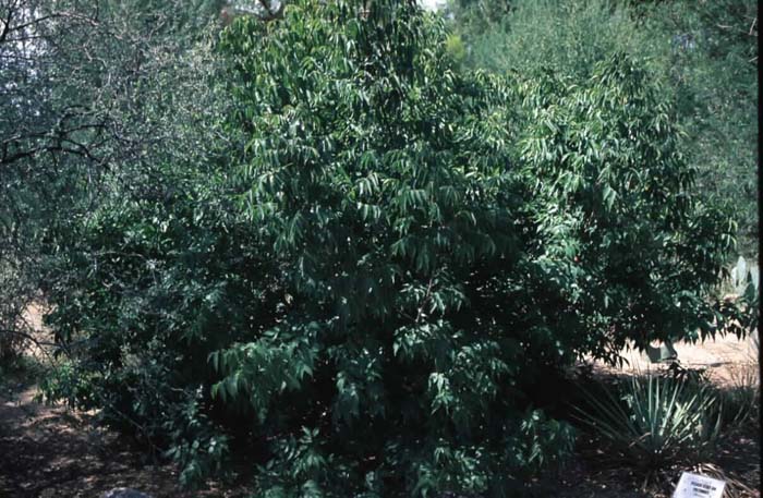 Plant photo of: Ungnadia speciosa
