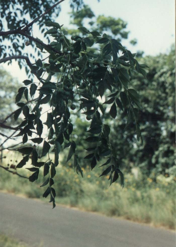 Plant photo of: Melia azedarach