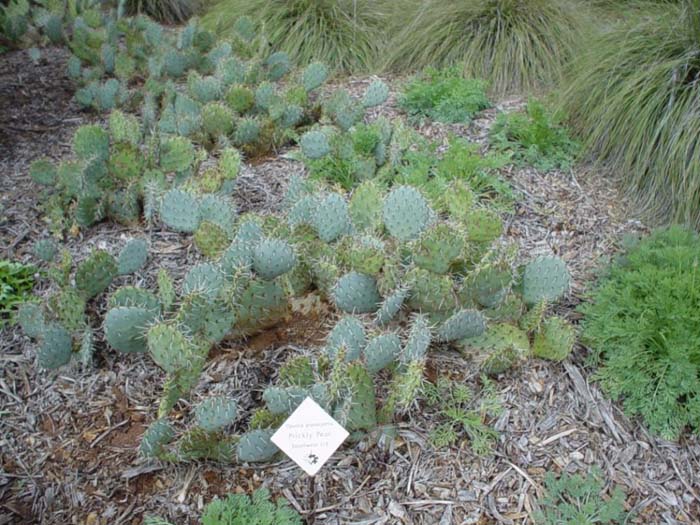 Plant photo of: Opuntia phaeacantha