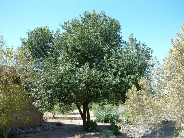Plant photo of: Vauquelinia californica