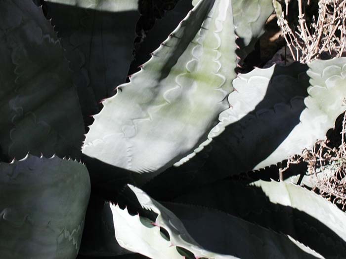Plant photo of: Agave colorata