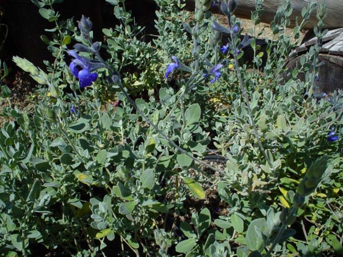 Plant photo of: Salvia chamaedryoides