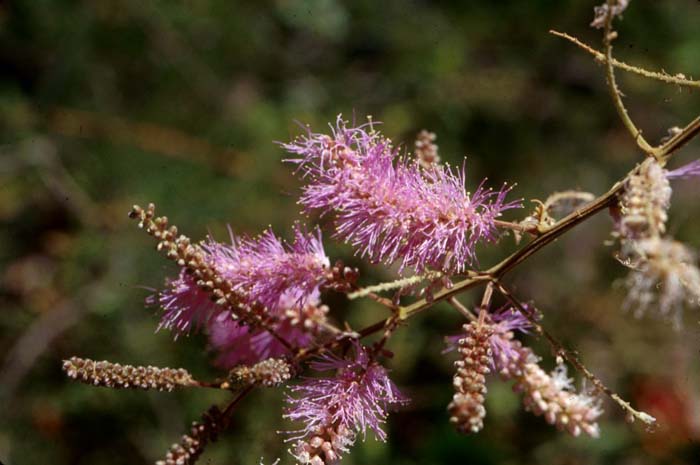 Plant photo of: Mimosa dysocarpa
