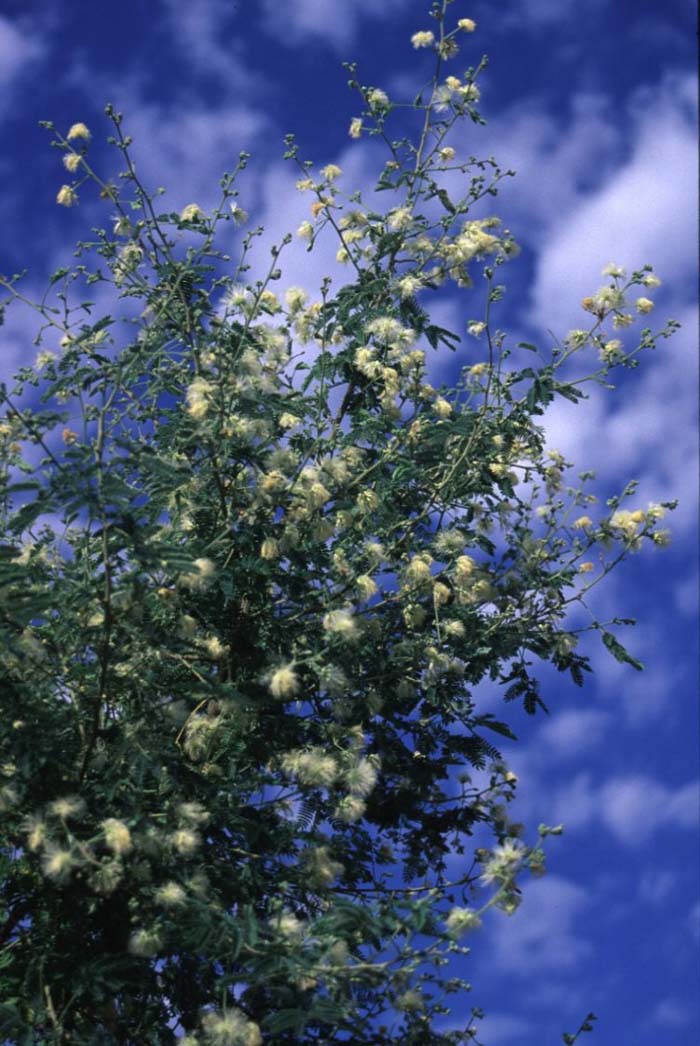 Plant photo of: Harvardia pallens