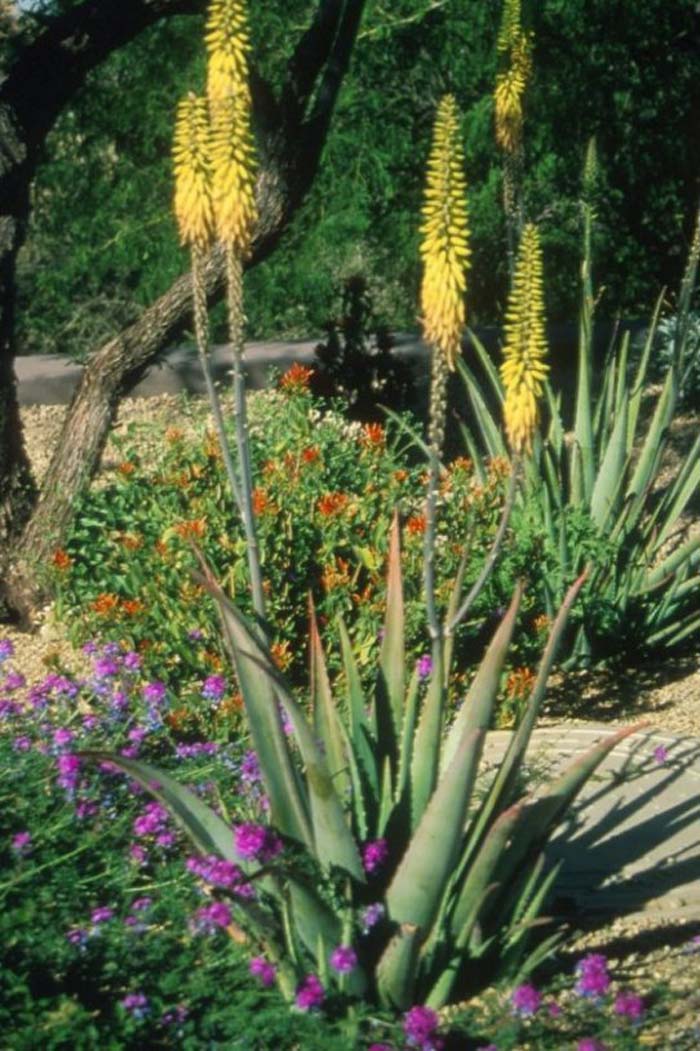 Plant photo of: Aloe vera