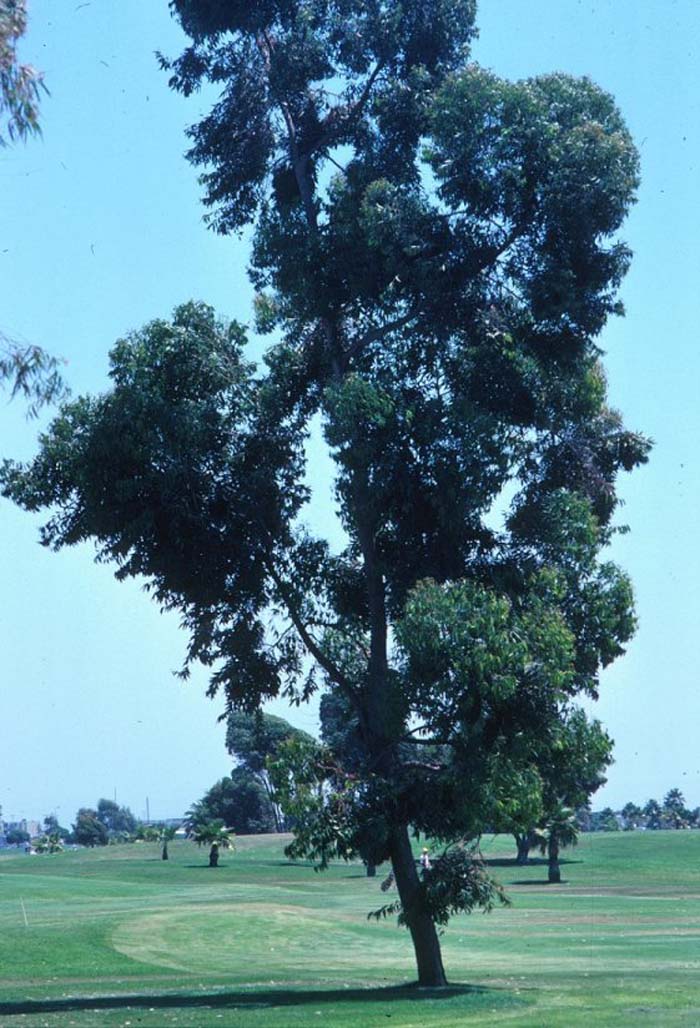 Plant photo of: Eucalyptus citriodora