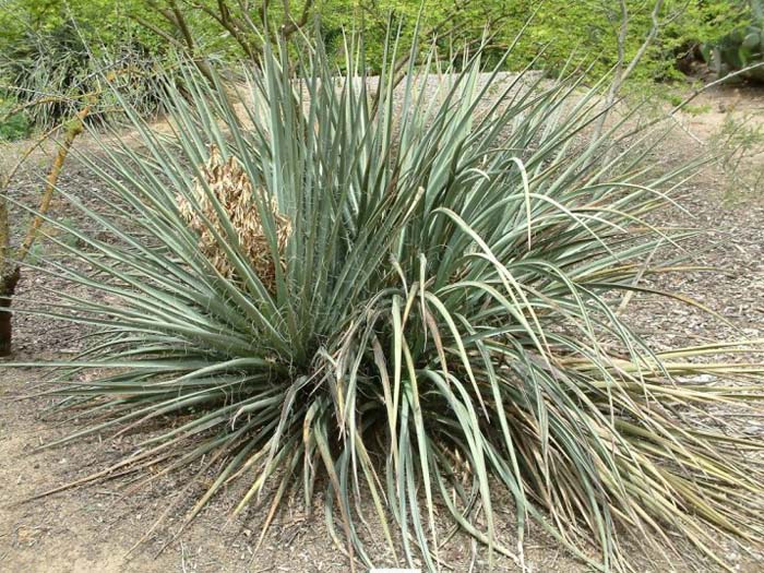 Plant photo of: Yucca baccata