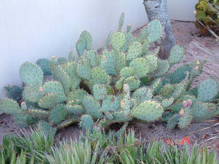 Plant photo of: Opuntia engelmannii