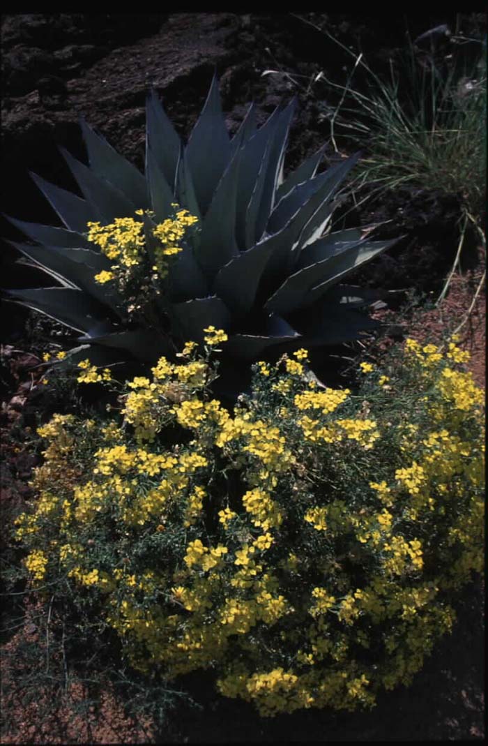 Plant photo of: Psilostrophe tagetina