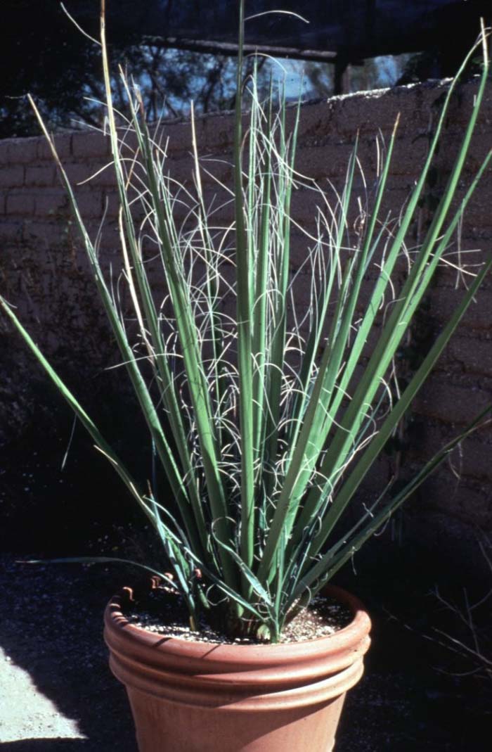 Plant photo of: Hesperaloe funifera