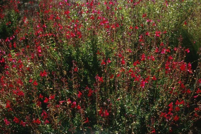 Plant photo of: Salvia greggii 'Furmen's Red'