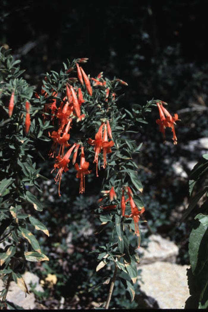 Plant photo of: Epilobium canum