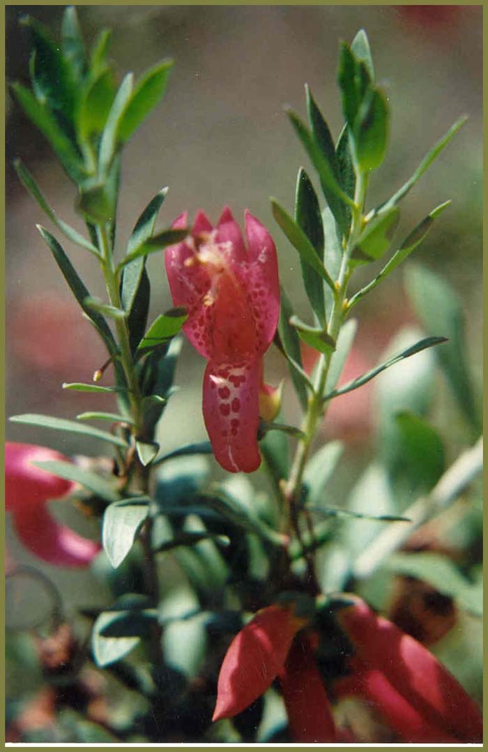 Plant photo of: Eremophila maculata