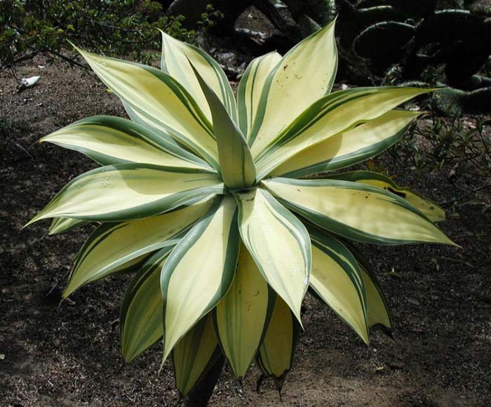 Plant photo of: Agave attenuata (Variegated Form)