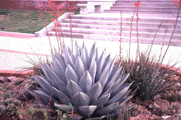 Plant photo of: Agave harvardiana