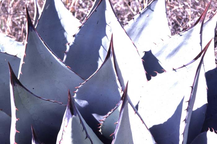 Plant photo of: Agave harvardiana