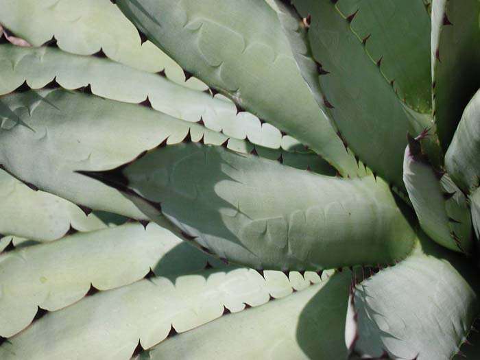 Plant photo of: Agave macroacantha