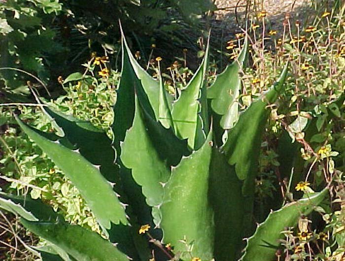 Plant photo of: Agave montana