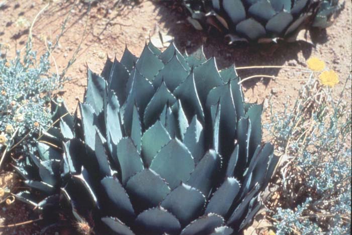 Plant photo of: Agave parryii