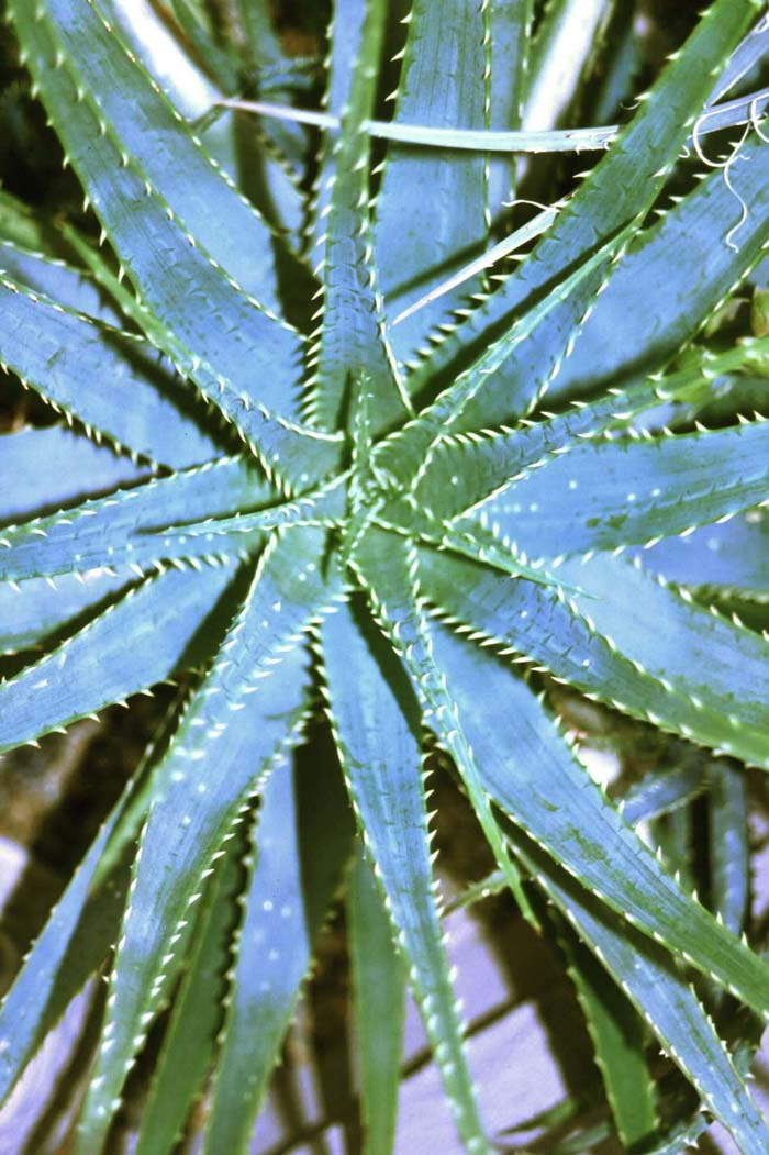 Plant photo of: Aloe X spinosissima