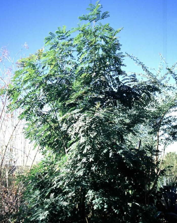 Plant photo of: Caesalpinia platyloba