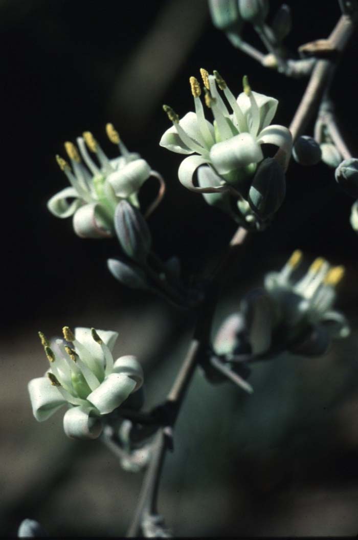 Plant photo of: Hesperaloe nocturna
