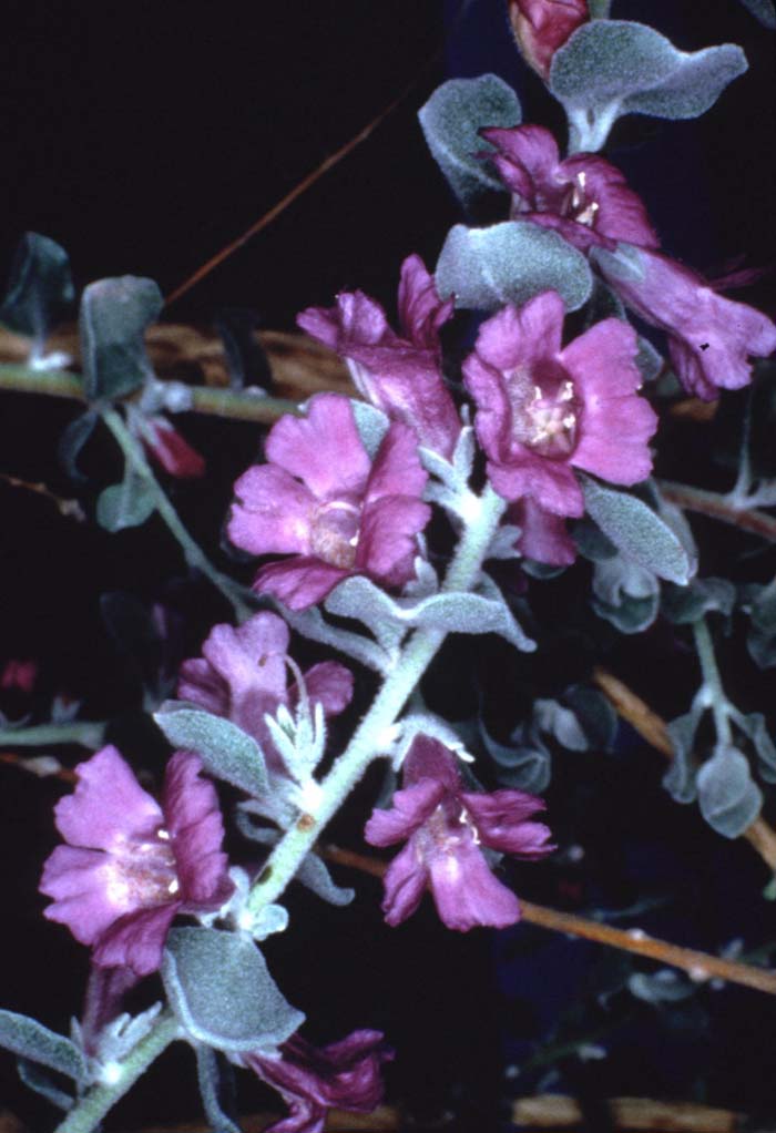 Plant photo of: Leucophyllum pruinosum 'Sierra Bouquet'