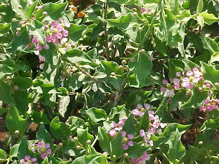Plant photo of: Malpighia glabra Mariquita