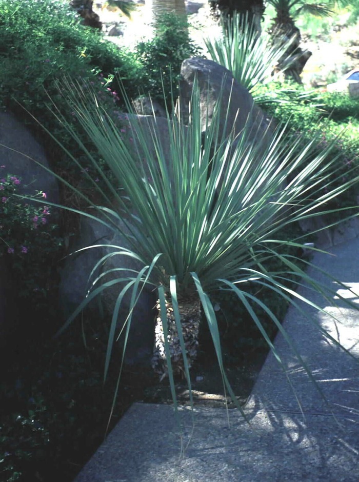 Plant photo of: Nolina nelsoni
