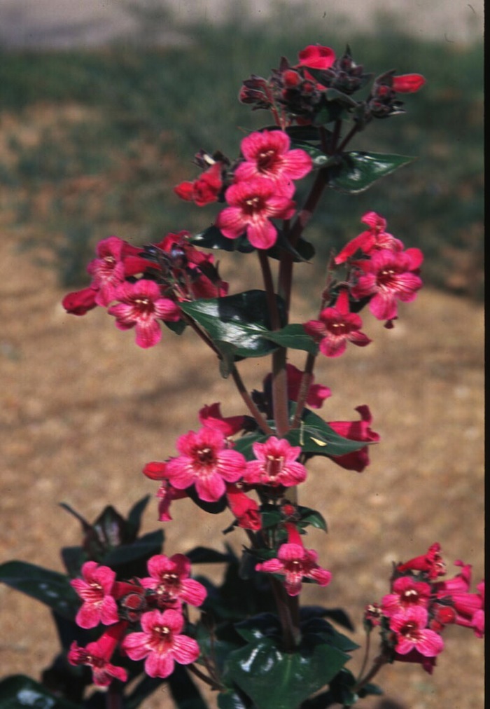 Plant photo of: Penstemon triflorus