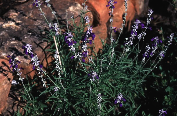 Plant photo of: Salvia farinacea  'Texas Violet'