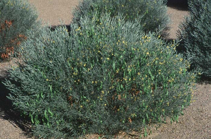 Plant photo of: Senna artemisiodes v. petiolaris