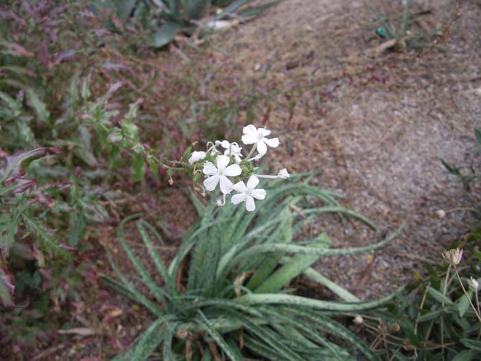 Plant photo of: Plumbago scandens